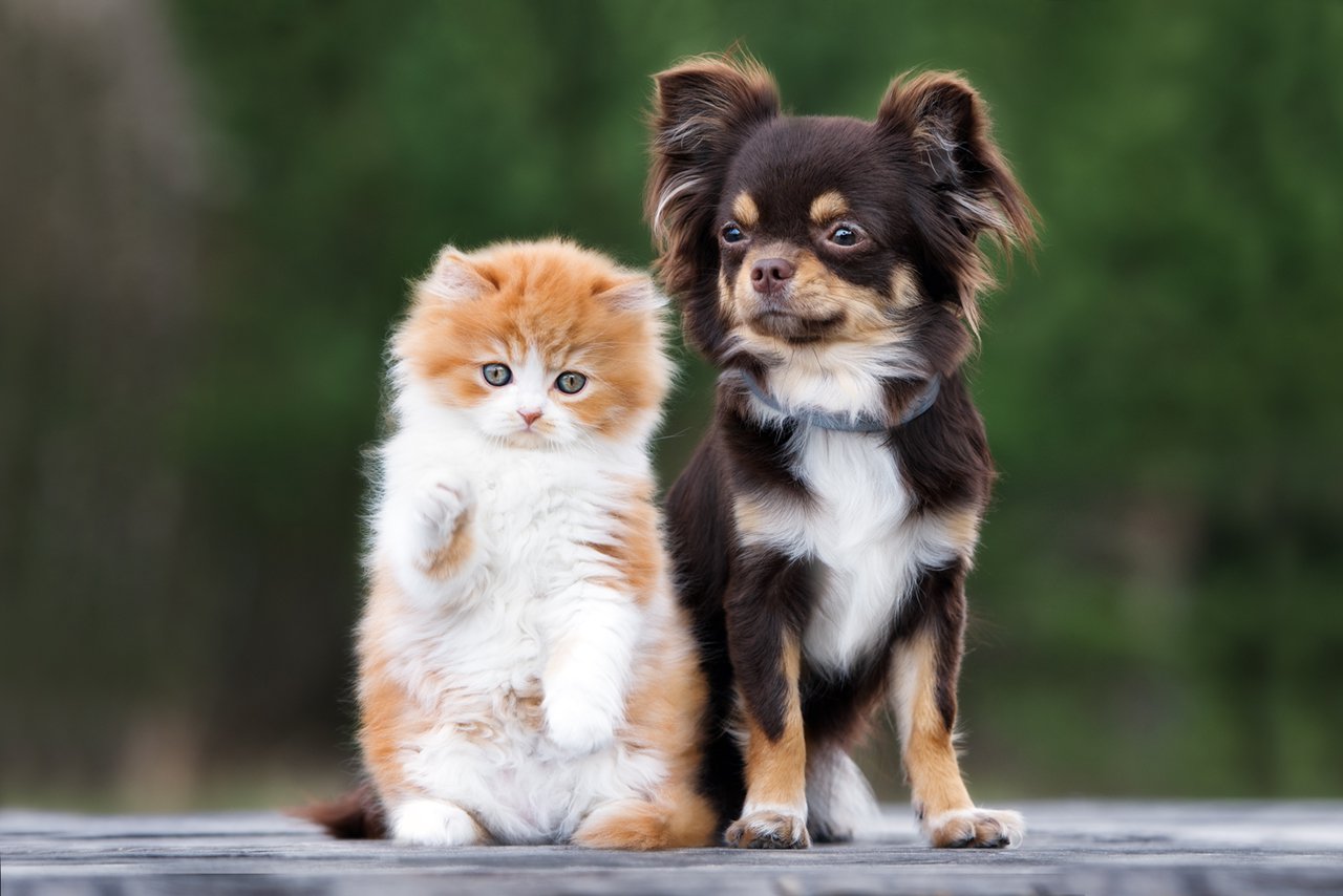 adorable-kitten-and-chihuahua-dog-together